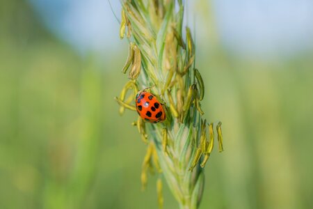 Field beetle insect