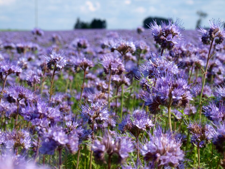 Flowers plant nature photo