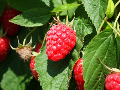 Fruits red summer