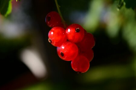 Garden nature soft fruit