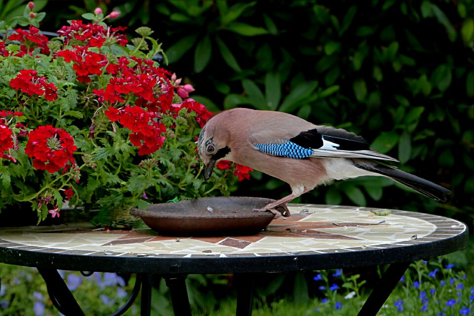 Garrulus glandarius foraging garden - Free Stock Photos | Creazilla