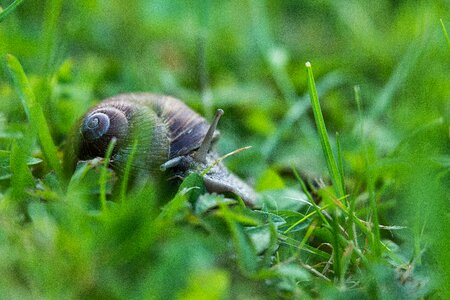 Shell animal slowly
