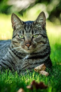 Color pets cat's eyes