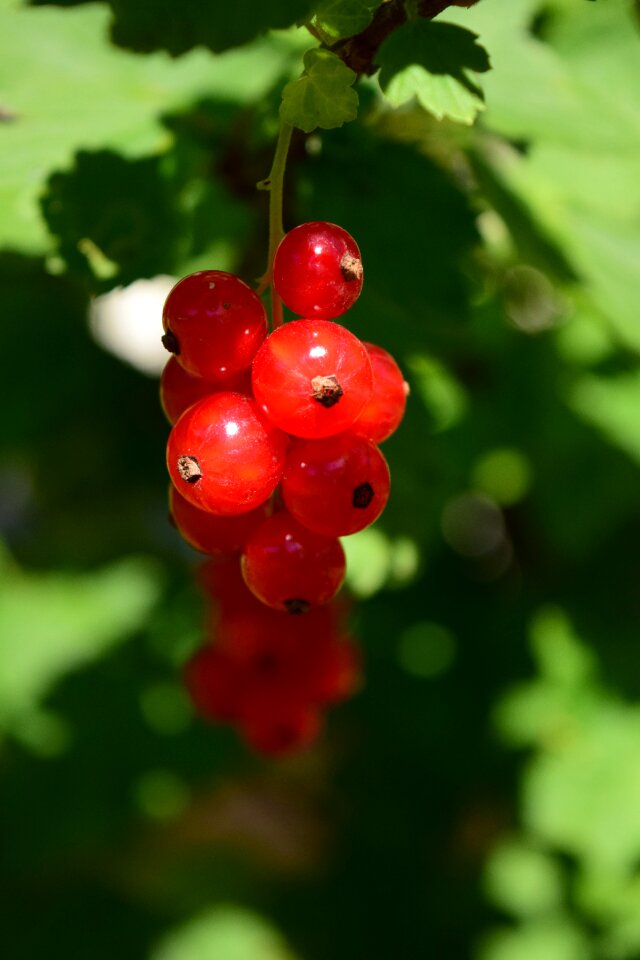 Garden nature soft fruit