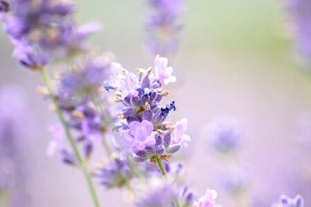 Lavender flowers true lavender plant