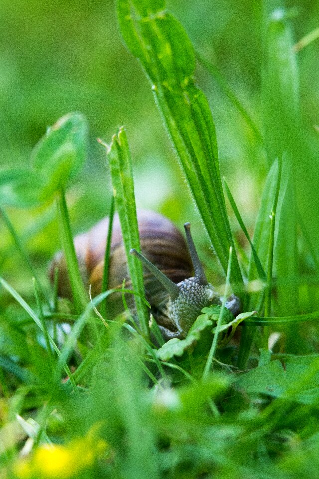 Shell animal slowly