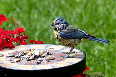 Young cyanistes caeruleus foraging garden