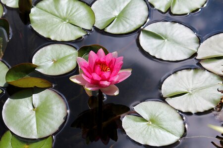 Garden garden pond water lily photo