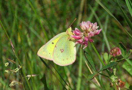 Butterfly summer insect
