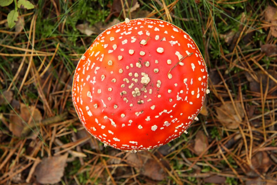 Toxic mushroom forest