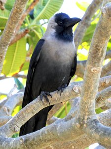 Crow beak raven photo