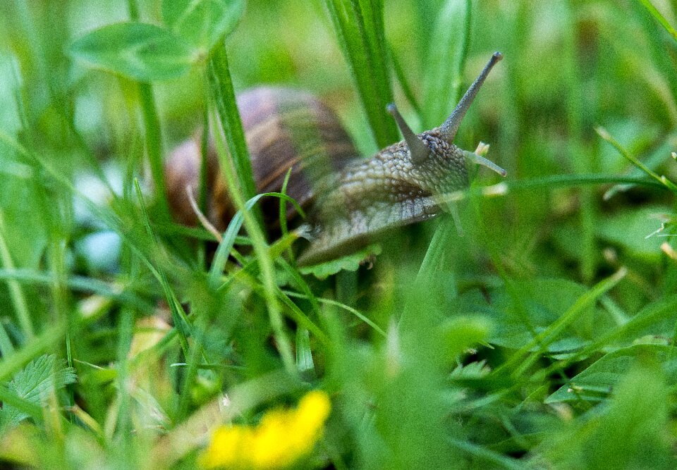 Shell animal slowly