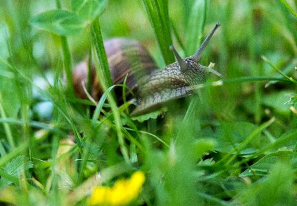 Shell animal slowly