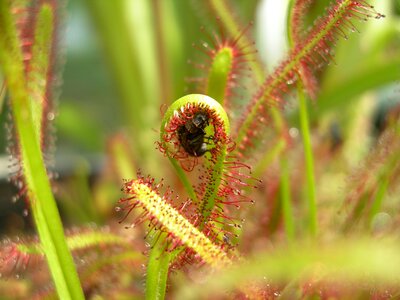 Fly carnivore trap photo