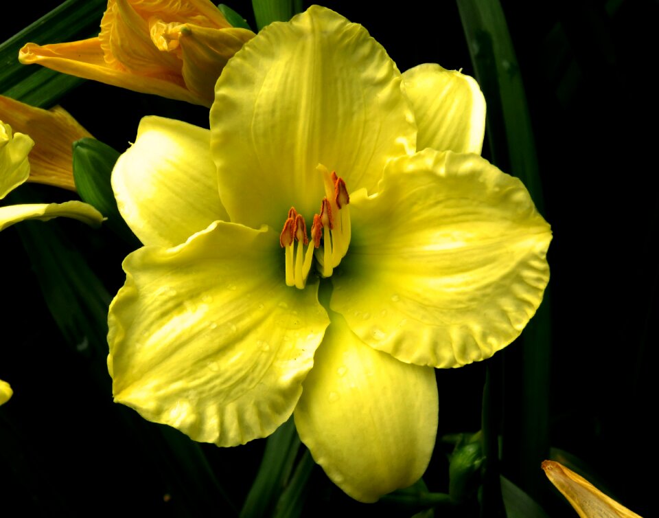 Yellow flower wet flower garden flower