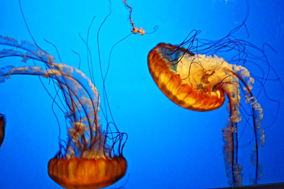 Jellyfish ocean marine