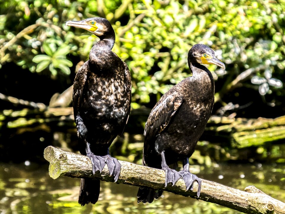 Water bird nature animal