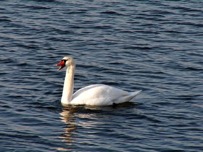 Nature wild birds swans photo