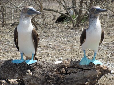 Tropical fauna blue-footed booby