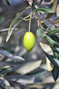 Tree growing plant green