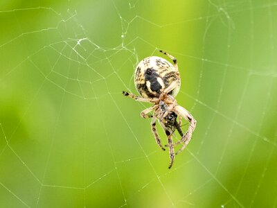 Nature animal garden spider photo