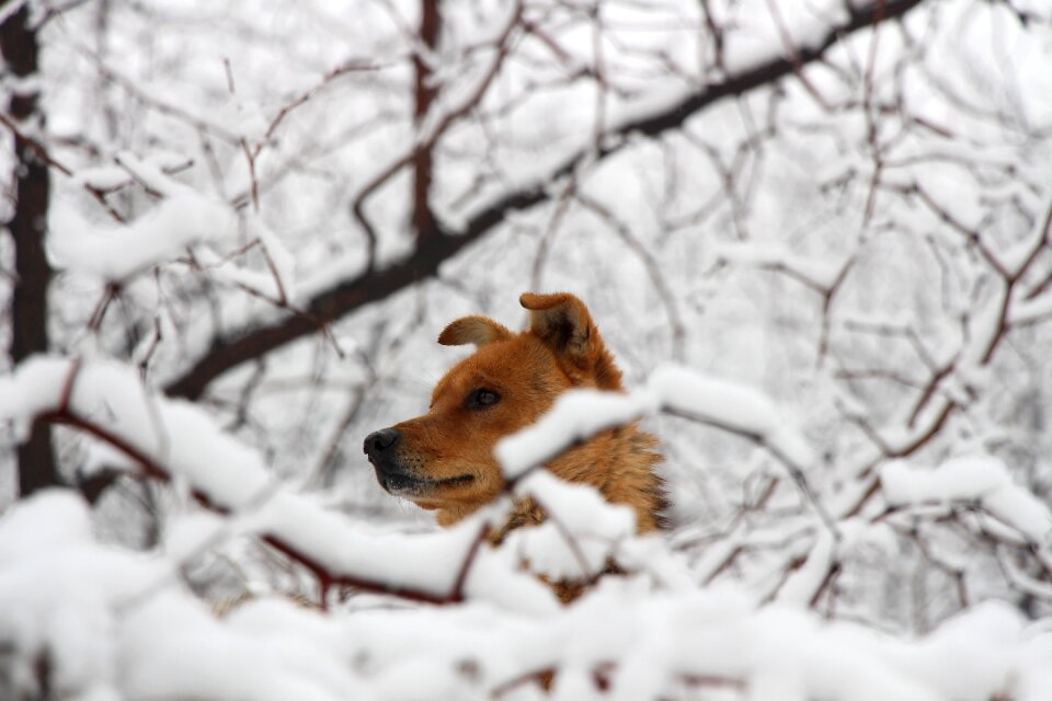 Snow forest red fur