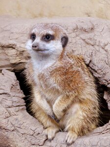 Mongoose calgary zoo cute