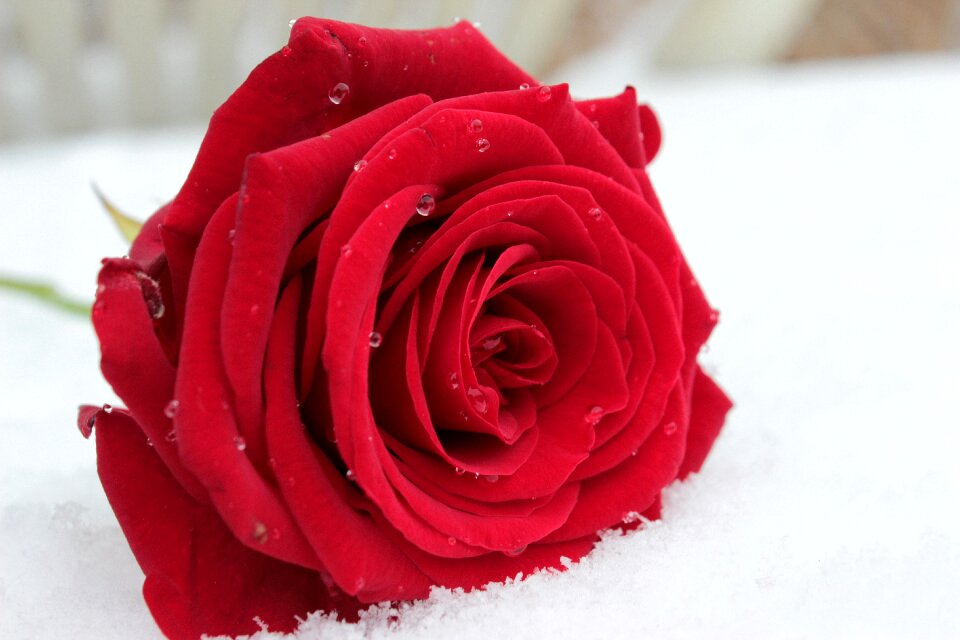 Blossom bloom rose bloom