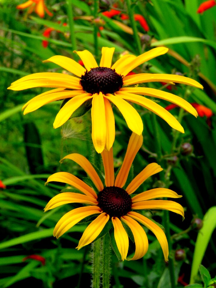 Yellow flower blossom