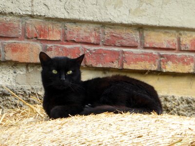 Young cat domestic cat nature