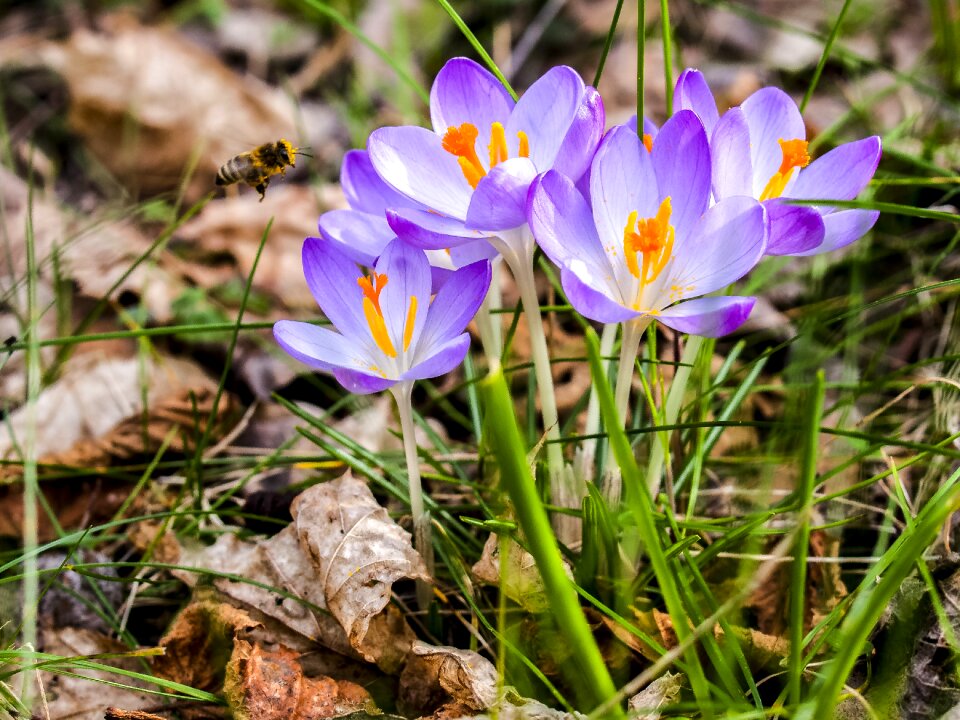 Bloom plant nature