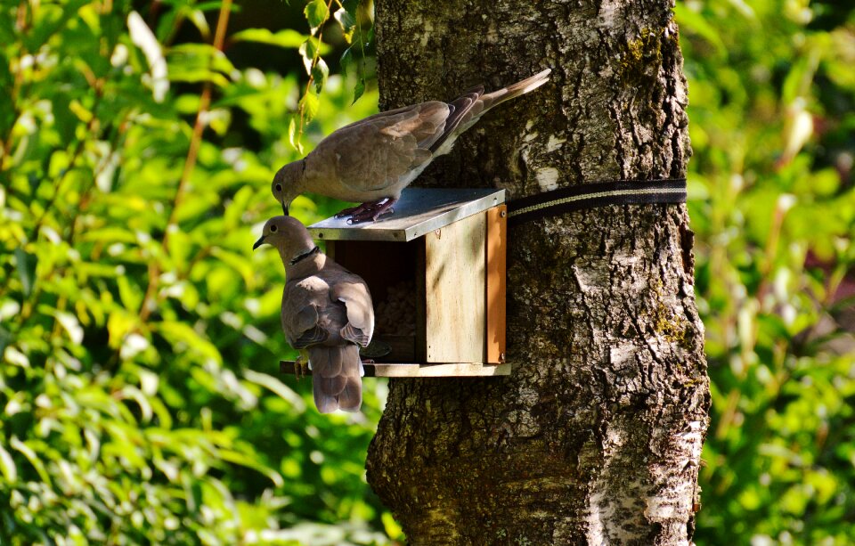 Feather flying food