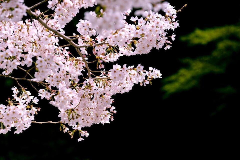 Spring flowers pink views of japan