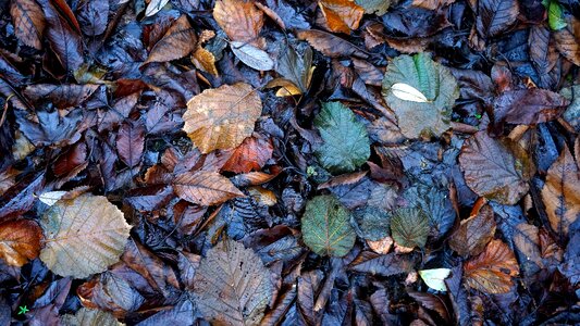 Leaves wet foliage