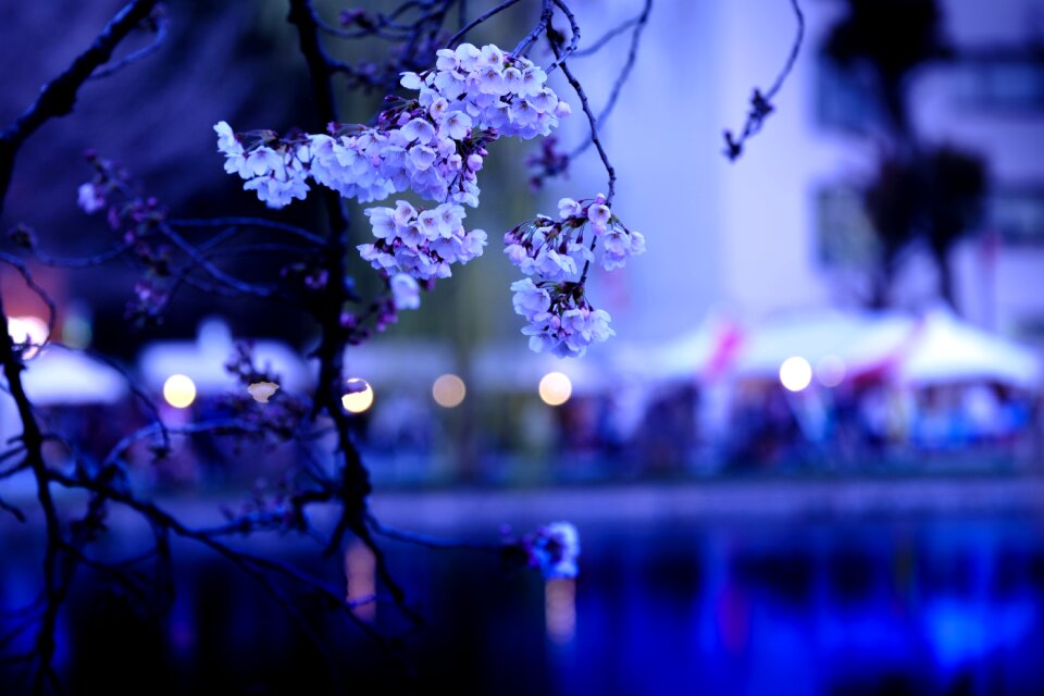 Spring flowers k views of japan