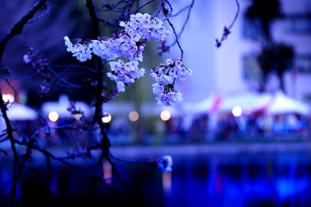 Spring flowers k views of japan