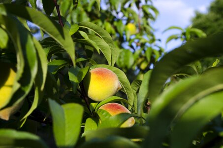 Peach tree summer north carolina