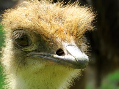 Closeup of ostrich calgary zoo bird photo