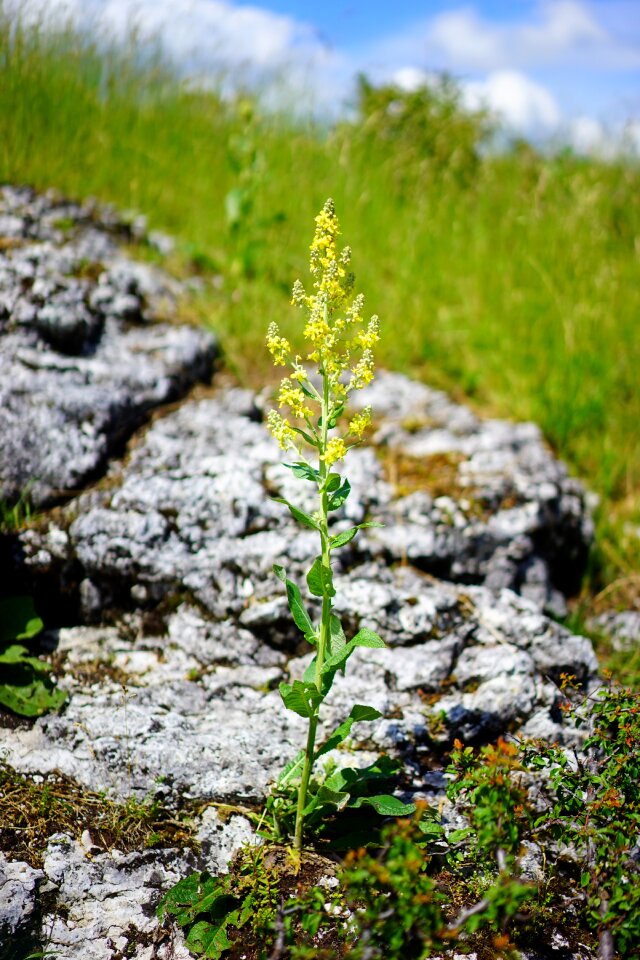 Bloom yellow verbascum nigrum