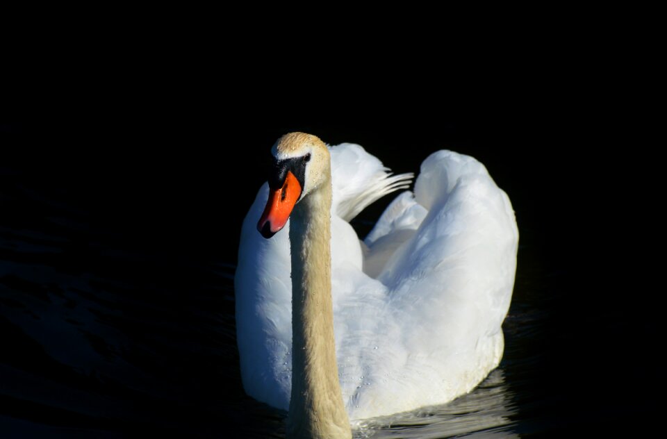 Animal white schwimmvogel