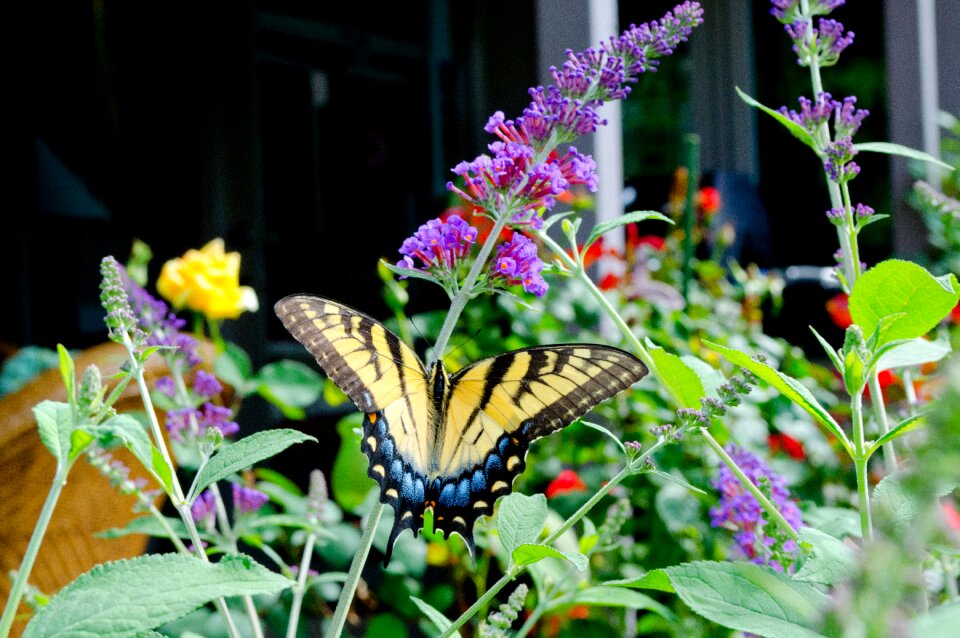 Butterfly bush colorful flowers