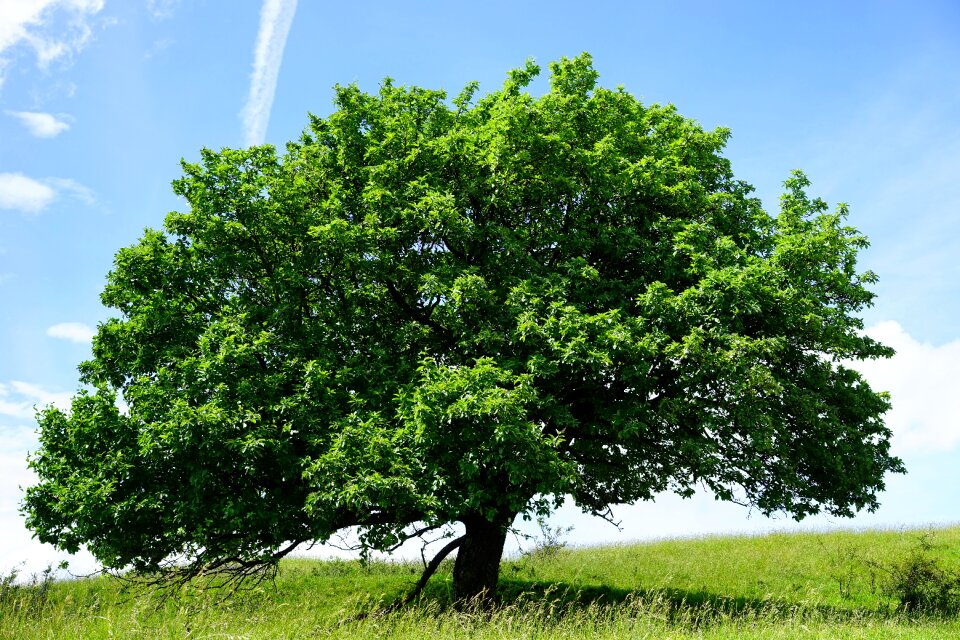 Real whitebeam sorbus aria haw