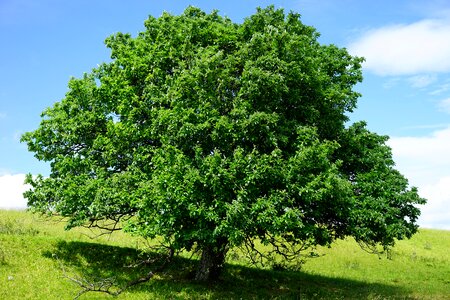 Real whitebeam sorbus aria haw