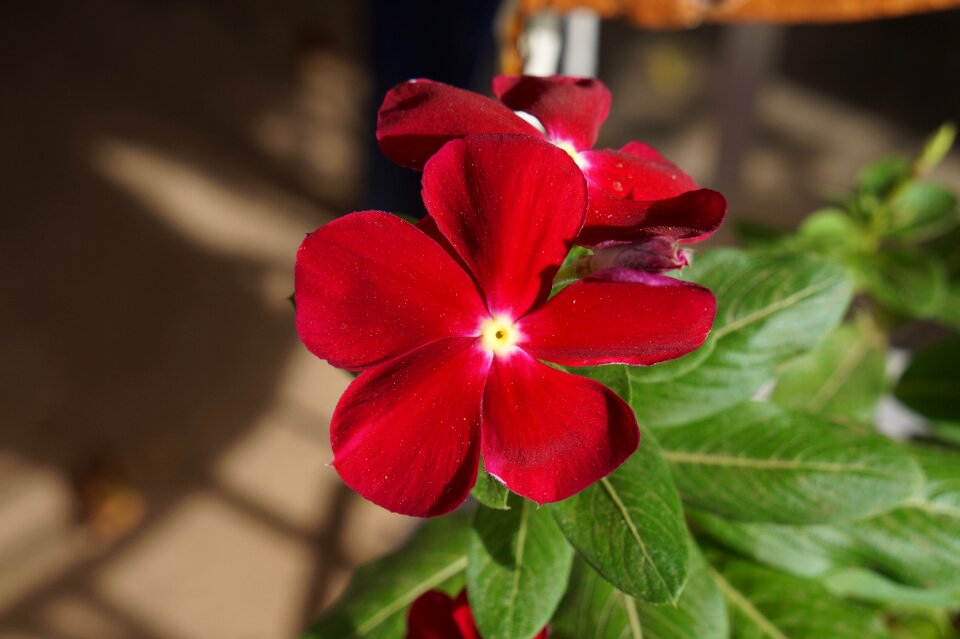 Summer spring flowers