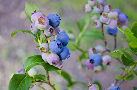 Blueberry bush blueberry fruit