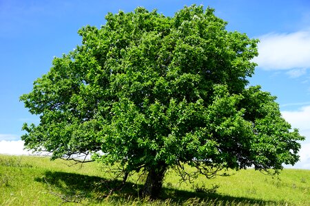 Real whitebeam sorbus aria haw