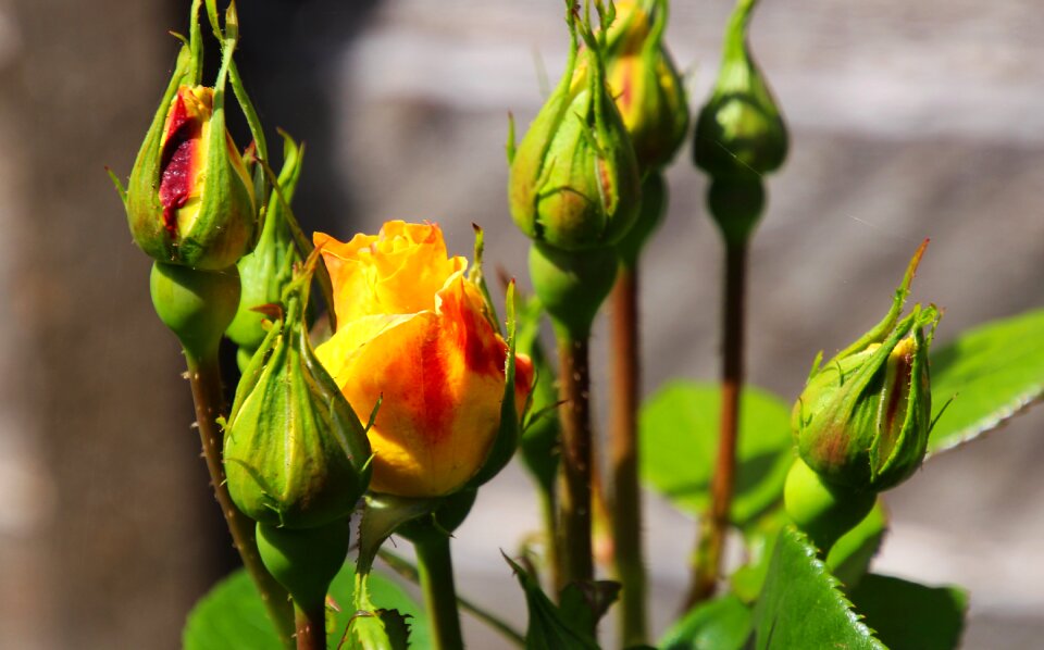 Floral nature decoration