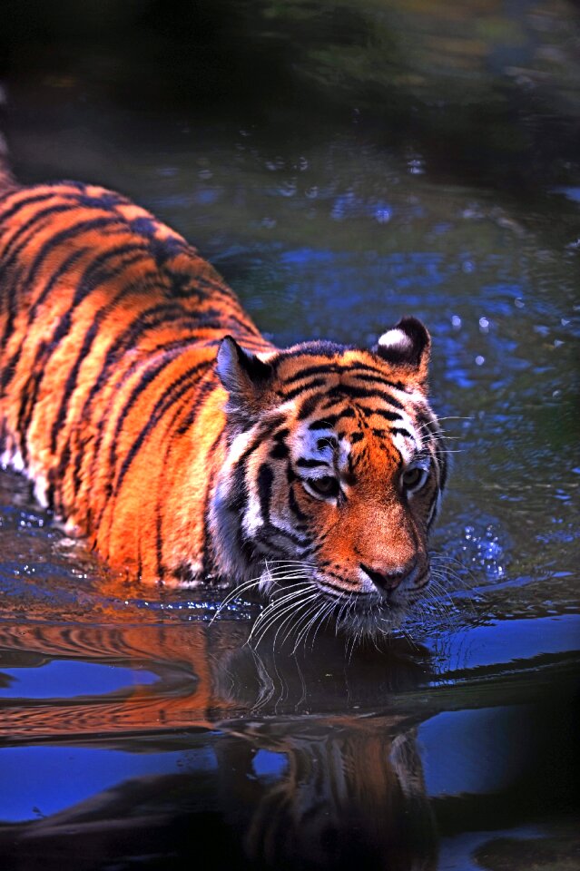 Close-up hunter jungle