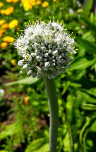 Gardening blossom nature