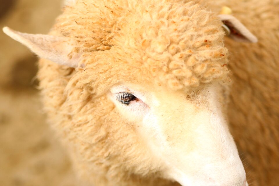 Furry livestock sheep